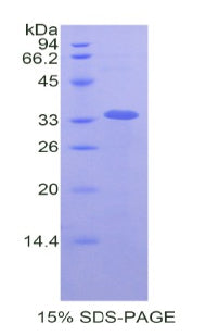 Figure 1. SDS-PAGE