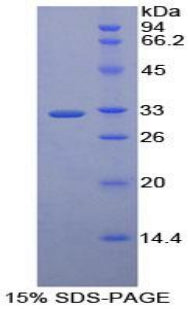 Figure 1. SDS-PAGE