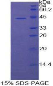 Figure 1. SDS-PAGE
