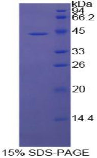 Figure 1. SDS-PAGE