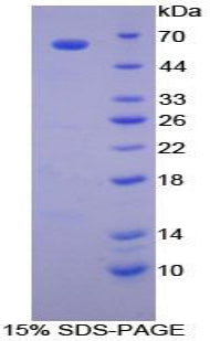 Figure 1. SDS-PAGE