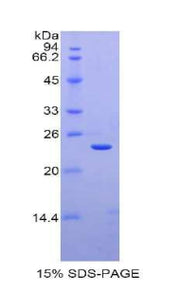 Figure 1. SDS-PAGE