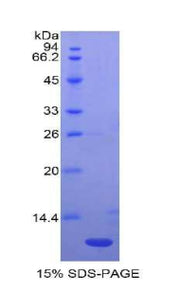 Figure 1. SDS-PAGE