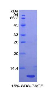 Figure 1. SDS-PAGE