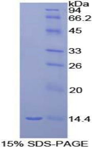 Figure 1. SDS-PAGE
