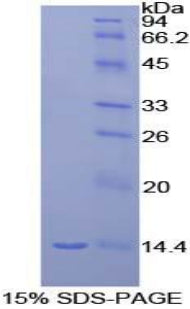 Figure 1. SDS-PAGE