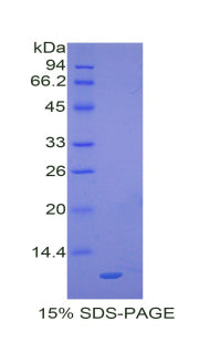 Figure 1. SDS-PAGE