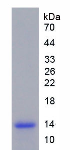 Figure 2. SDS-PAGE