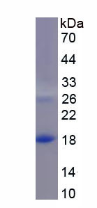 Figure 1. SDS-PAGE