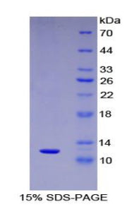 Figure 1. SDS-PAGE