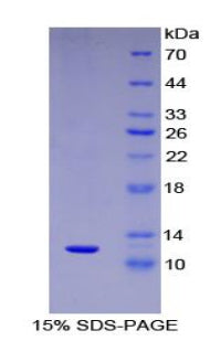 Figure 1. SDS-PAGE