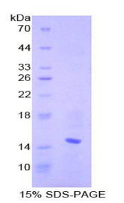 Figure 1. SDS-PAGE