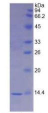 Figure 2. SDS-PAGE