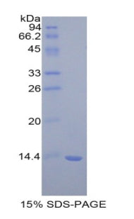 Figure 1. SDS-PAGE