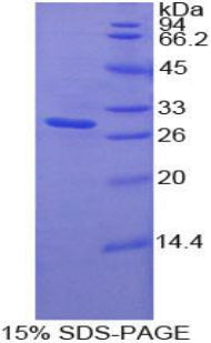 Figure 1. SDS-PAGE