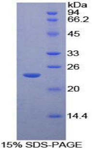Figure 1. SDS-PAGE