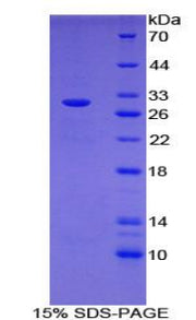Figure 1. SDS-PAGE
