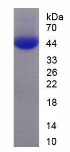 Figure 2. SDS-PAGE