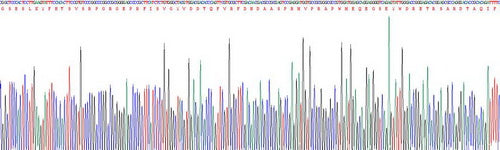 Recombinant Human Major Histocompatibility Complex Class I E (MHCE)