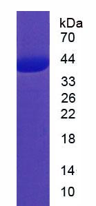 Figure 3. SDS-PAGE