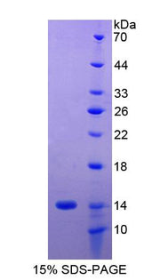 Figure 1. SDS-PAGE