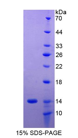 Figure 1. SDS-PAGE