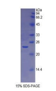 Figure 1. SDS-PAGE
