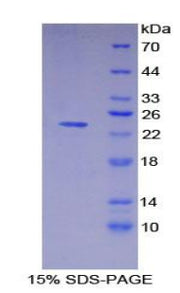 Figure 1. SDS-PAGE