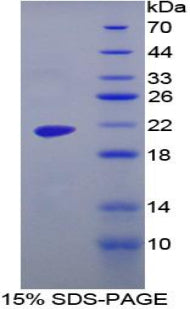 Figure 1. SDS-PAGE