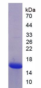 Figure 1. SDS-PAGE