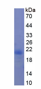 Figure 1. SDS-PAGE