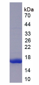 Figure 1. SDS-PAGE