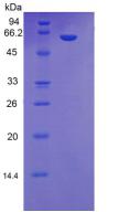 Figure 3. SDS-PAGE