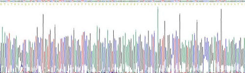 Recombinant Rat Mannose Binding Lectin (MBL)
