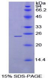 Figure 1. SDS-PAGE