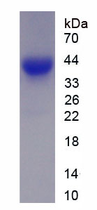 Figure 1. SDS-PAGE