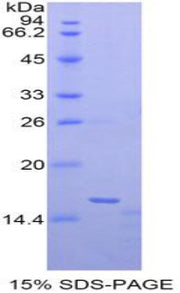 Figure 1. SDS-PAGE