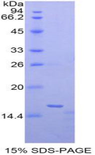Figure 1. SDS-PAGE
