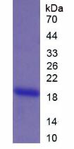 Figure 2. SDS-PAGE
