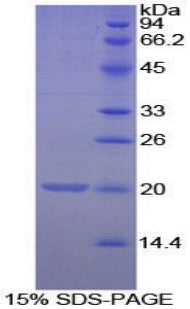 Figure 1. SDS-PAGE