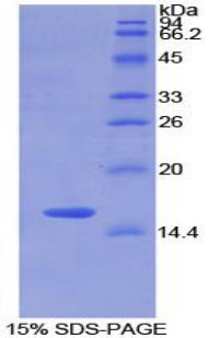 Figure 1. SDS-PAGE