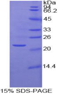 Figure 1. SDS-PAGE