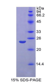 Figure 1. SDS-PAGE