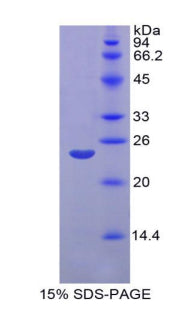 Figure 1. SDS-PAGE