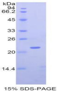 Figure 1. SDS-PAGE