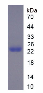 Figure 1. SDS-PAGE