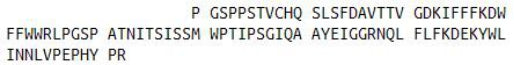 Recombinant Matrix Metalloproteinase 12 (MMP12), RPU42697