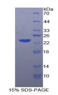 Figure 1. SDS-PAGE