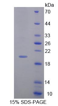 Figure 1. SDS-PAGE