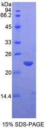 Figure 1. SDS-PAGE